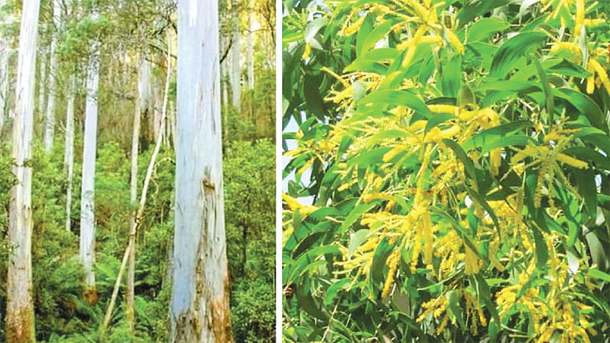 ইউক্যালিপটাস ও আকাশমণি কেন আগ্রাসী গাছ