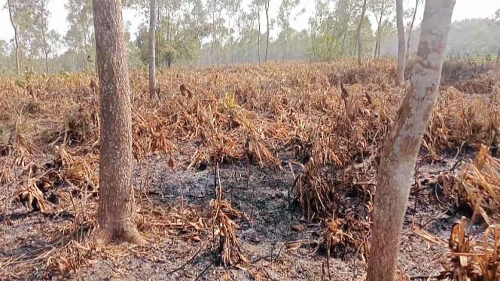 গাছ কেটে ৭৫ একর বনভূমি দখলের চেষ্টা