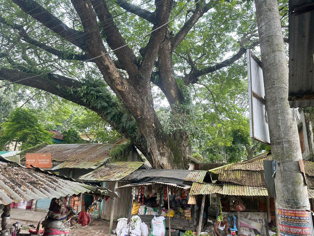 বর্ষীয়ান রেইনট্রিগাছটি কাটতে চায় প্রশাসন, বাধ সেধেছেন এলাকাবাসী