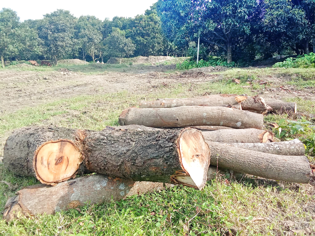 রামেবি প্রকল্প: আট হাজার গাছ গায়েব