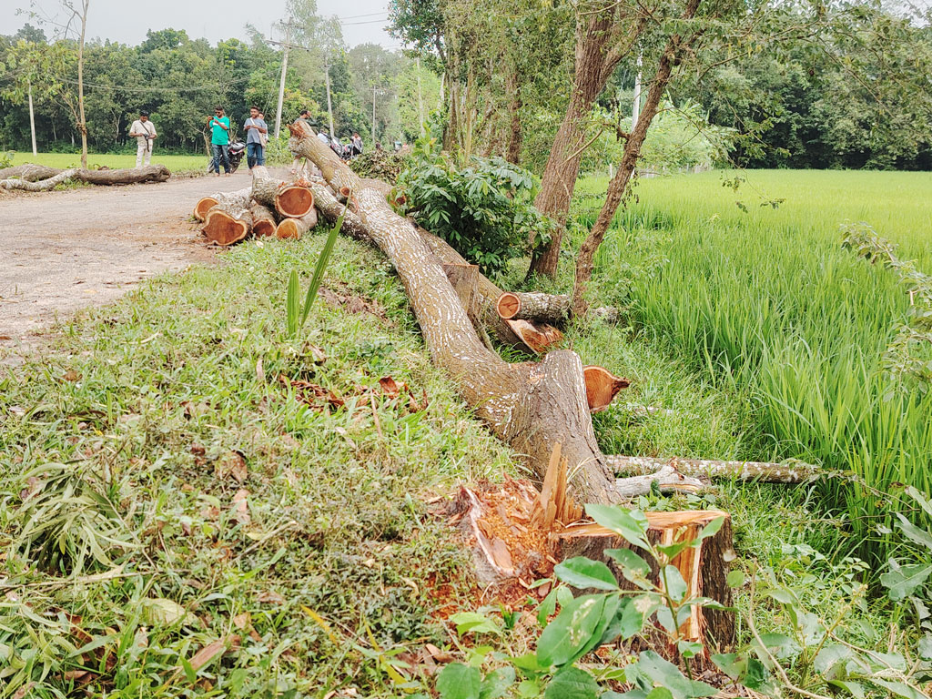 সরকারি ১৩৬ গাছ কিনে দেড় শতাধিক কাটার অভিযোগ