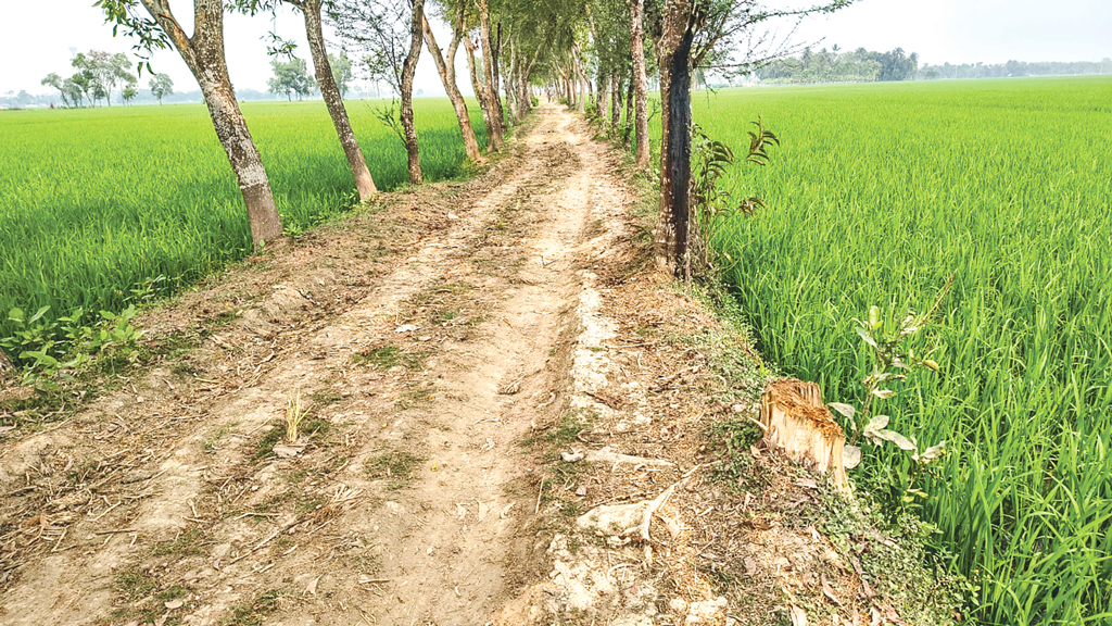 যশোর: কৌশলে সরকারি গাছ নিধন, নেই তদারকি