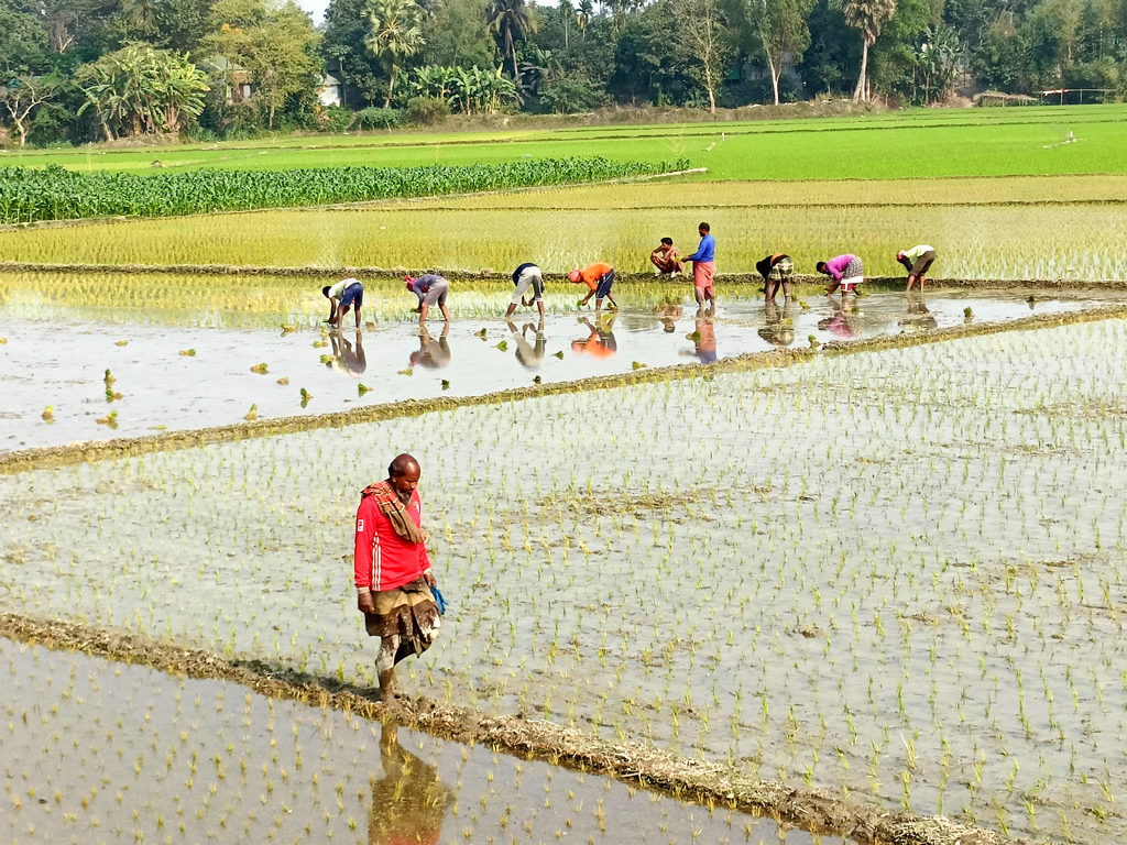 ইরি-বোরো ধানের চারা রোপণে ব্যস্ত সময় পার করছেন কৃষকেরা। সাধারণত ইরি-বোরো চাষের সময় পৌষ-মাঘ। কিন্তু অনেক খেতেরই চৈতালি ফসল এখনো ঘরে ওঠেনি। তবে দিন দশেকের মধ্যে পুরোদমে শুরু হবে ইরি-বোরো ধান রোপণ। উপজেলায় চলতি বছর ৬১০২ হেক্টর জমিতে বোরো আবাদের লক্ষ্যমাত্রা নির্ধারণ করেছে কৃষি অফিস। ঘিওর উপজেলার দ্বিমুখা এলাকা, মানিকগঞ্জ, ৭ ফেব্রুয়ারি ২০২৫। ছবি: আব্দুর রাজ্জাক