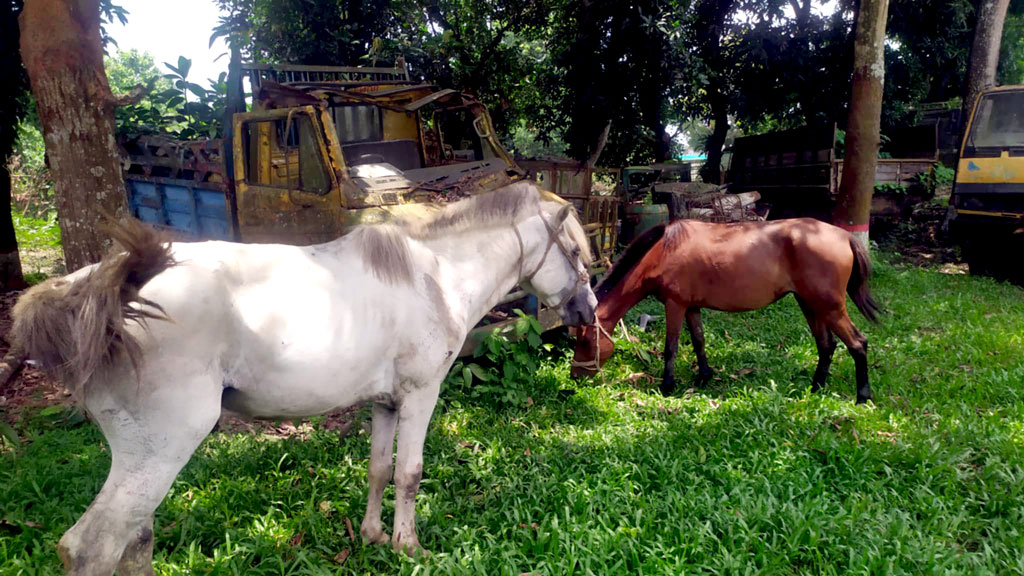 গরুর মাংস বলে ঘোড়ার মাংস বিক্রি, কসাই আটক