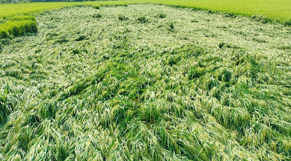 কেশবপুরে আকস্মিক ঘূর্ণিঝড়ে কৃষকের ধানের ক্ষতি