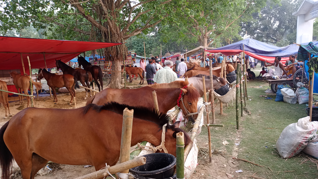 ফুলবাড়ীতে জমে উঠেছে শত বছরের ঐতিহ্যবাহী ঘোড়ার মেলা