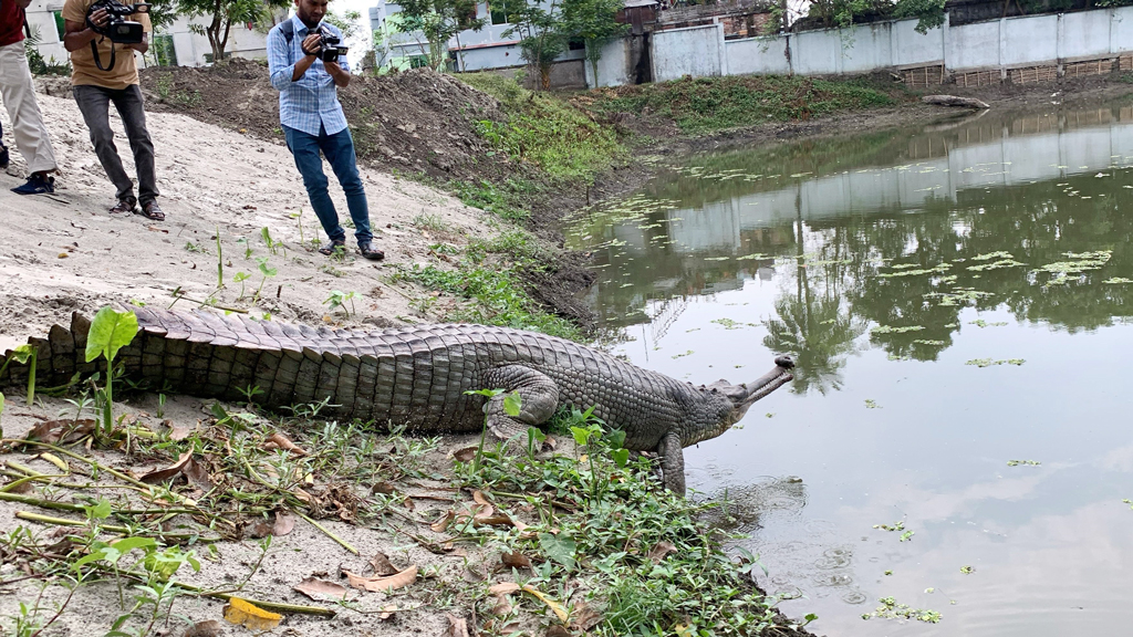 গাজীপুর সাফারি পার্ক থেকে এনে প্রজননকেন্দ্রে আজ দুটি ঘড়িয়াল অবমুক্ত করা হয়। ছবি: আজকের পত্রিকা