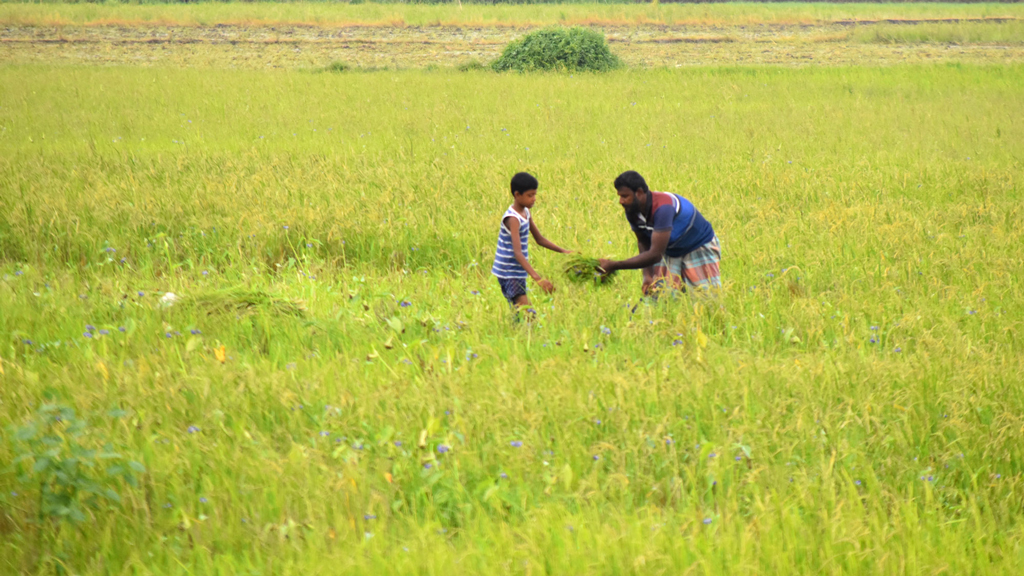 বৃষ্টির মৌসুম চলছে। ঘাস খাওয়ানোর জন্য গবাদি পশু জমিতে ছেড়ে দিলে বৃষ্টিতে ভিজে অসুস্থ হয়ে যেতে পারে। এ জন্য বাবা-ছেলে মিলে জমি থেকে ঘাস কেটে নিয়ে যাচ্ছেন। পলাশ বাড়ি, দেওপাড়া ইউনিয়ন, গোদাগাড়ী উপজেলা, রাজশাহী। ছবি: মিলন শেখ।