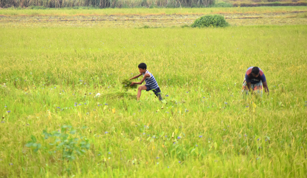 বৃষ্টির মৌসুম চলছে। ঘাস খাওয়ানোর জন্য গবাদি পশু জমিতে ছেড়ে দিলে বৃষ্টিতে ভিজে অসুস্থ হয়ে যেতে পারে। এ জন্য বাবা-ছেলে মিলে জমি থেকে ঘাস কেটে নিয়ে যাচ্ছেন। পলাশ বাড়ি, দেওপাড়া ইউনিয়ন, গোদাগাড়ী উপজেলা, রাজশাহী। ছবি: মিলন শেখ।