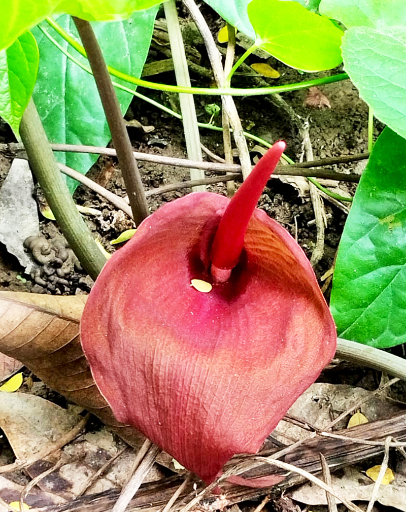 ঘেটকোচু বা বাংলা আরুম (টাইফোনিয়াম ট্রিলোবাটাম) একটি কন্দজাত দেশি উদ্ভিদ। সাধারণত স্যাঁতসেঁতে জমি, পথের ধারে ও পতিত জায়গায় এটি গজায়। পাতা, ডাল ও কন্দ বিভিন্ন অঞ্চলে সবজি হিসেবে খাওয়া হয়। ছবিটি রাজশাহীর পবা উপজেলার নওহাটা পৌরসভার বায়া এলাকা থেকে তোলা। ছবি: মিলন শেখ