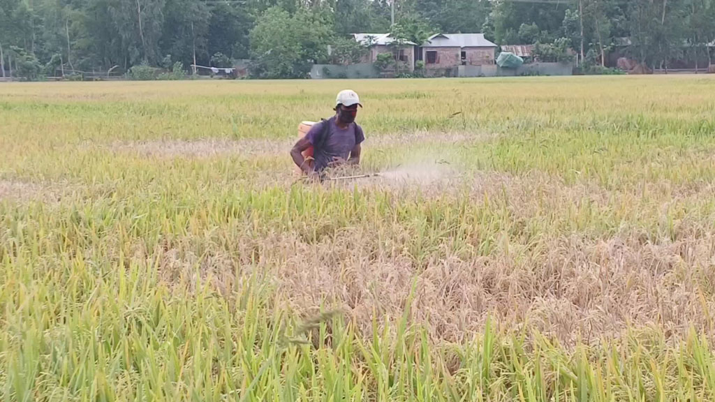 নেক ব্লাস্টে ধ্বংস হচ্ছে বোরো ধান, গাইবান্ধার কৃষকেরা হতাশ