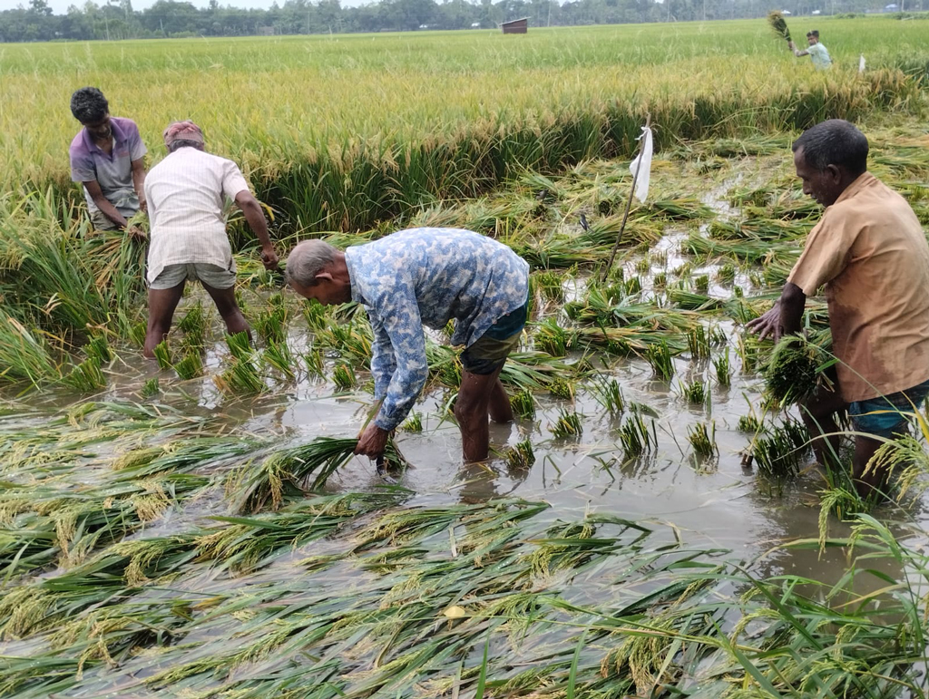 টানা বৃষ্টিতে গাইবান্ধায় পানিতে ডুবছে বোরো ধান, শ্রমিকসংকটে বিপাকে কৃষক