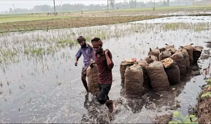 পানিতে তলিয়ে গেছে আলুখেত, দুশ্চিন্তায় চাষিরা
