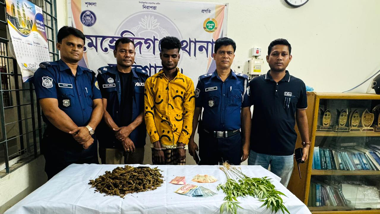 মেহেন্দীগঞ্জে গাঁজাগাছসহ মাদক কারবারি আটক