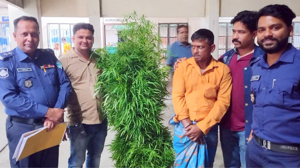 ইউটিউব দেখে জমিতে গাঁজা চাষ, যুবক গ্রেপ্তার