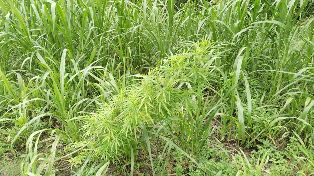 ঘাসখেতের আড়ালে গাঁজা চাষ, গ্রেপ্তার চাষি