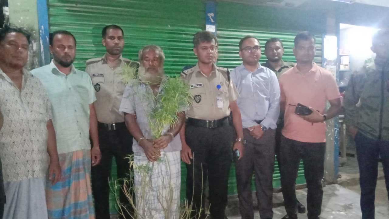 সবজির আড়ালে চাষ হচ্ছিল গাঁজা, গাছসহ চাষি আটক