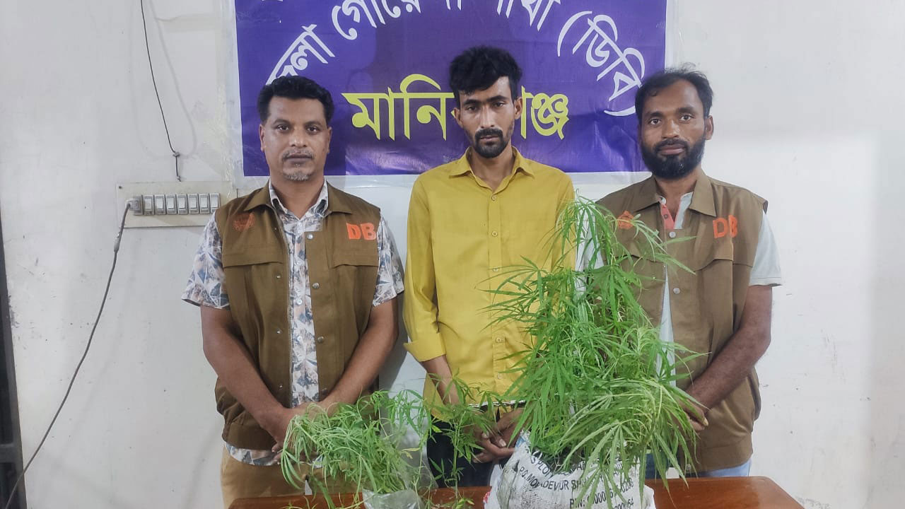 মানিকগঞ্জে গাঁজা গাছসহ যুবক গ্রেপ্তার