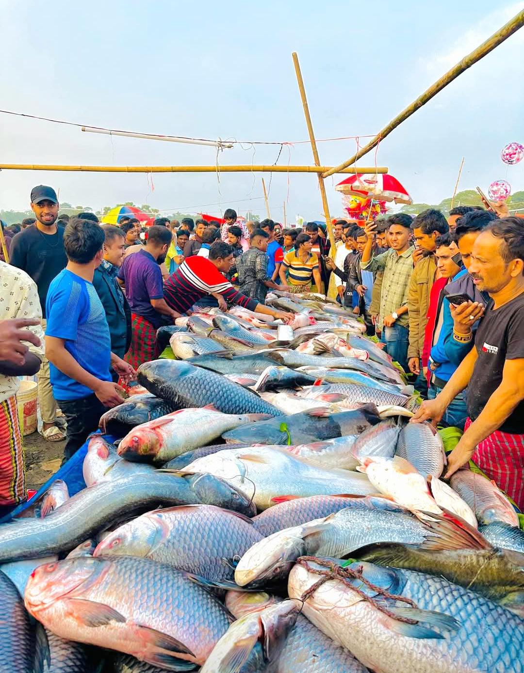 কালীগঞ্জ উপজেলার জামালপুর ইউনিয়নের বিনীরাইল এলাকায় মেলার মূল আকর্ষণ বিশাল আকৃতির সব মাছ। ছবি: আজকের পত্রিকা