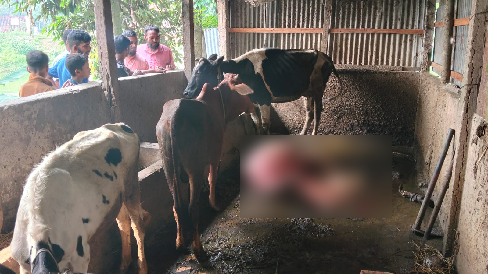 গরু চুরির নতুন কৌশল: খামারেই জবাই, মাংস নিয়ে গেল চোর চক্র