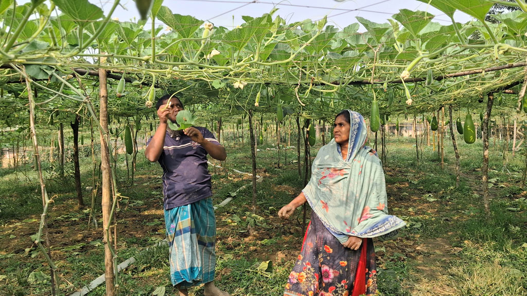 লাউ চাষেই স্বপ্নপূরণ, হাইব্রিড লাউ চাষে দম্পতির হাসি