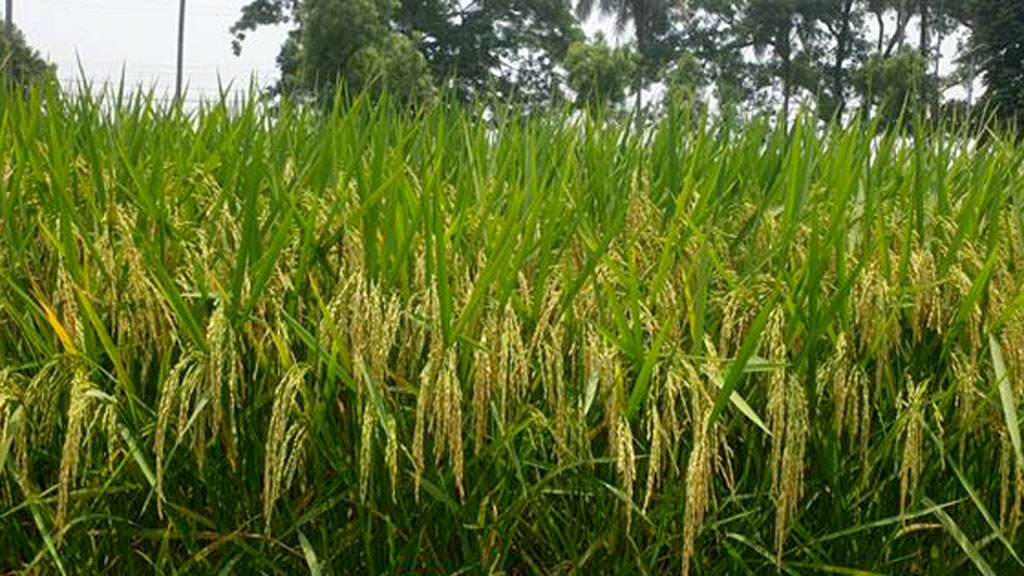 ধানের আরও ৩ জাত উদ্ভাবন করেছে ব্রি