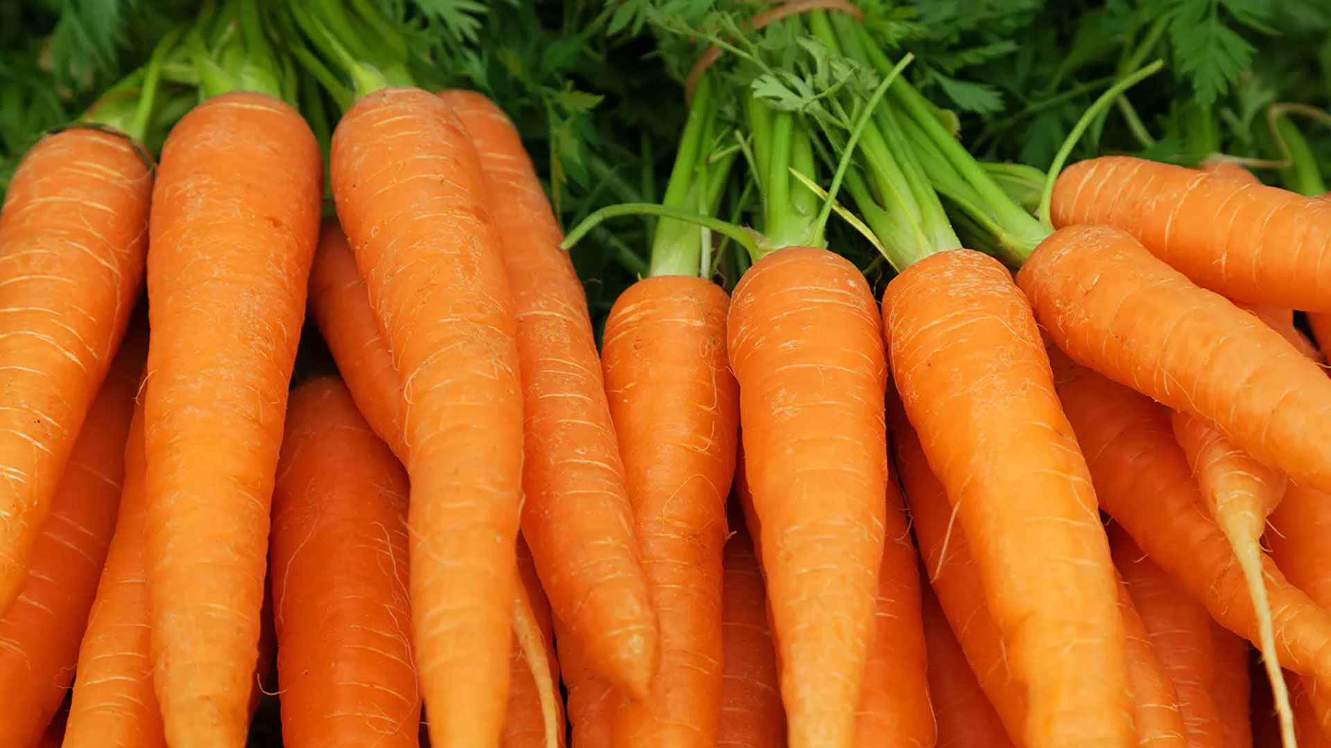 গাজর খেয়ে অন্ধকারে দেখার ক্ষমতা অর্জনের গল্প ছড়াল যেভাবে