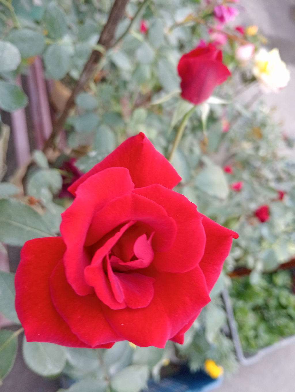 শীত মৌসুমে নানা রঙের টবে ফুটেছে গোলাপ ফুল। লাল, হলুদসহ বিভিন্ন রঙের ফুলে সাজানো টবগুলো নজর কাড়ছে পথচারীদের। ছবিটি নগরের আলুপট্টি মোড় এলাকা থেকে তোলা। ছবি: মিলন শেখ