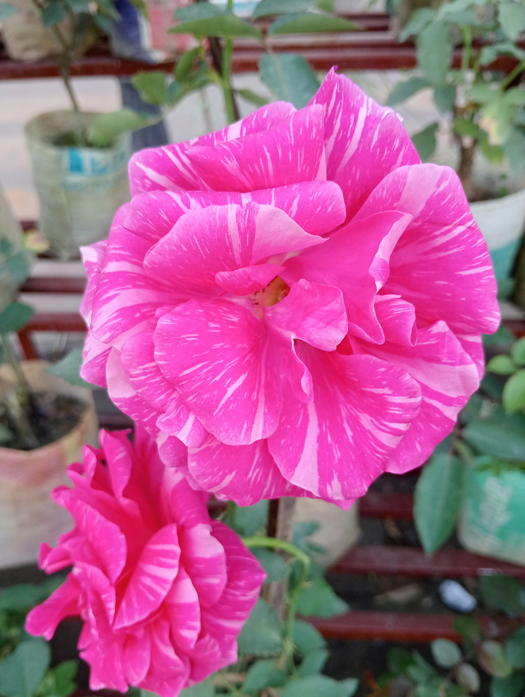 শীত মৌসুমে নানা রঙের টবে ফুটেছে গোলাপ ফুল। লাল, হলুদসহ বিভিন্ন রঙের ফুলে সাজানো টবগুলো নজর কাড়ছে পথচারীদের। ছবিটি নগরের আলুপট্টি মোড় এলাকা থেকে তোলা। ছবি: মিলন শেখ