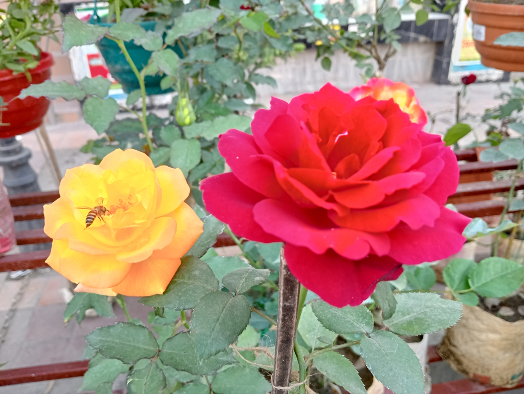 দিনের ছবি (১৩ ডিসেম্বর, ২০২৫)