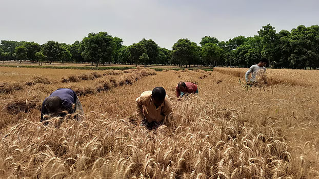 প্রণোদনার পরও গম আবাদ ছাড়ছেন চাষিরা