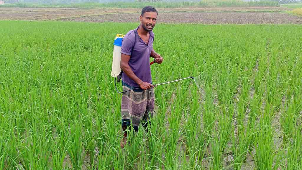 শীষ আসতেই পোকার হানা, দুশ্চিন্তায় আমন চাষিরা