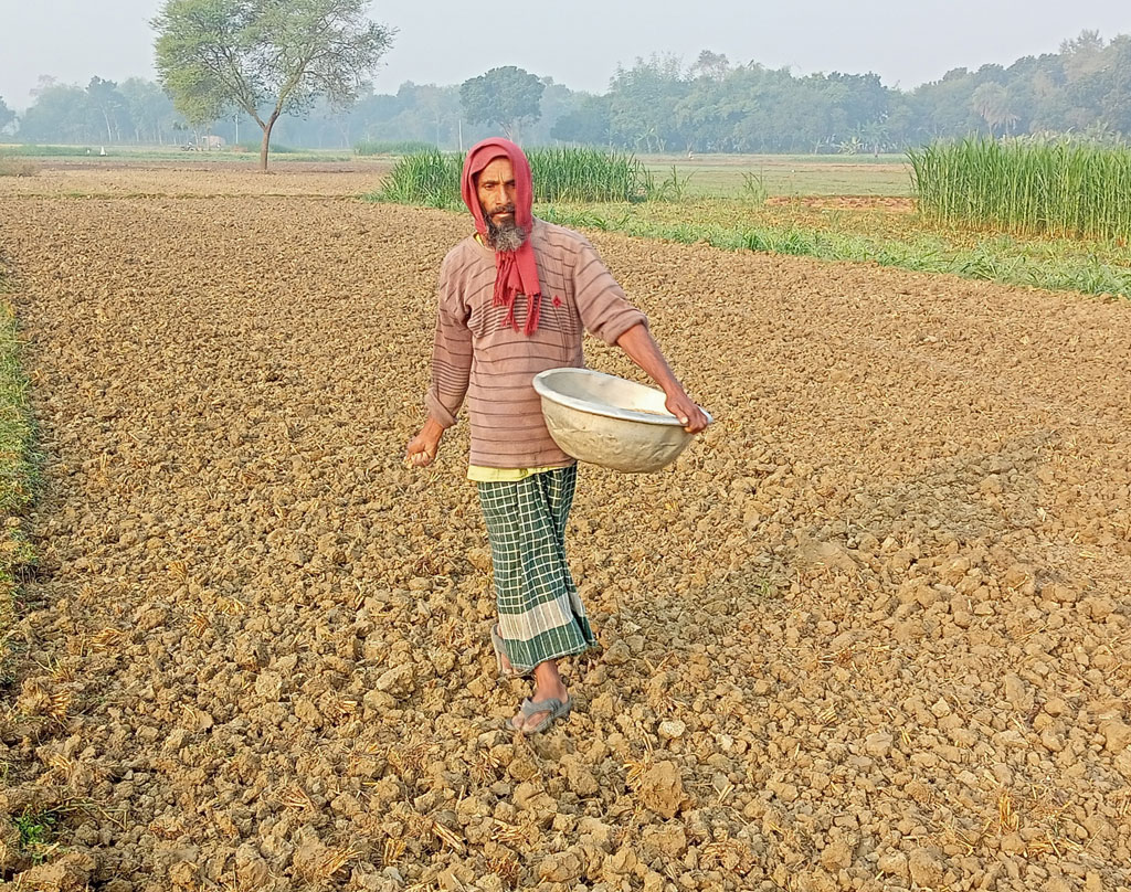 গাংনীতে সারের সংকট: কাঁদছেন চাষি, হাসছে সিন্ডিকেট