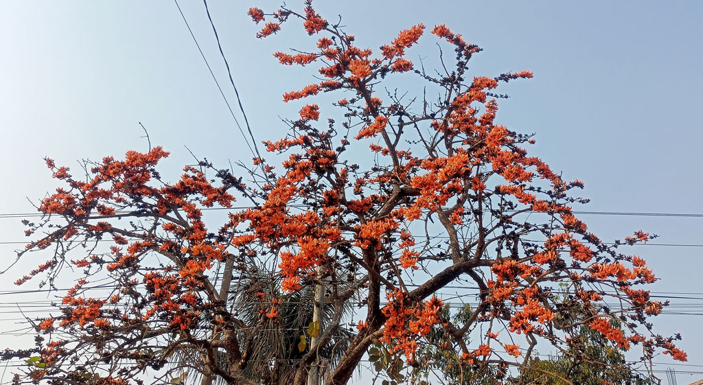 শিমুলে রাঙা পথ, পলাশে বসন্তের আমেজ গাংনীতে