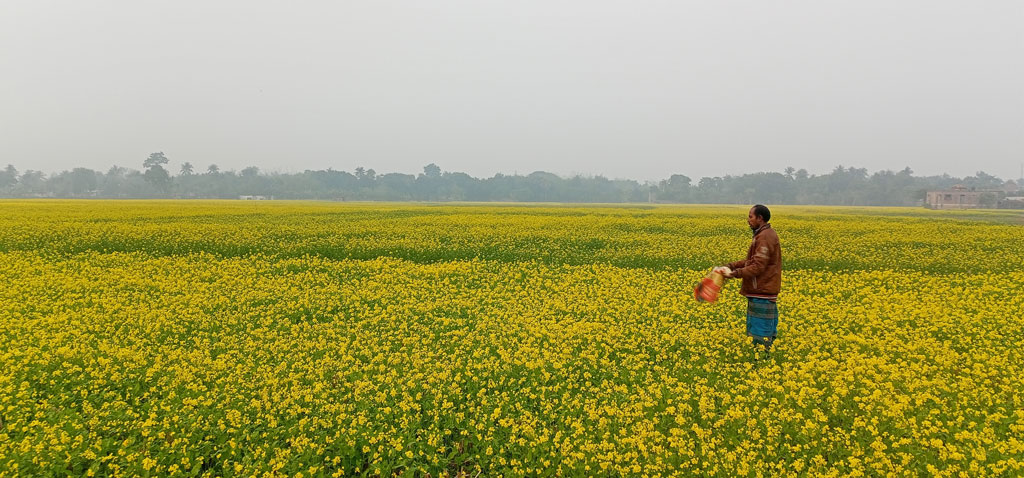 হলুদ গালিচায় ম-ম গন্ধে ভরা গাংনীর মাঠ