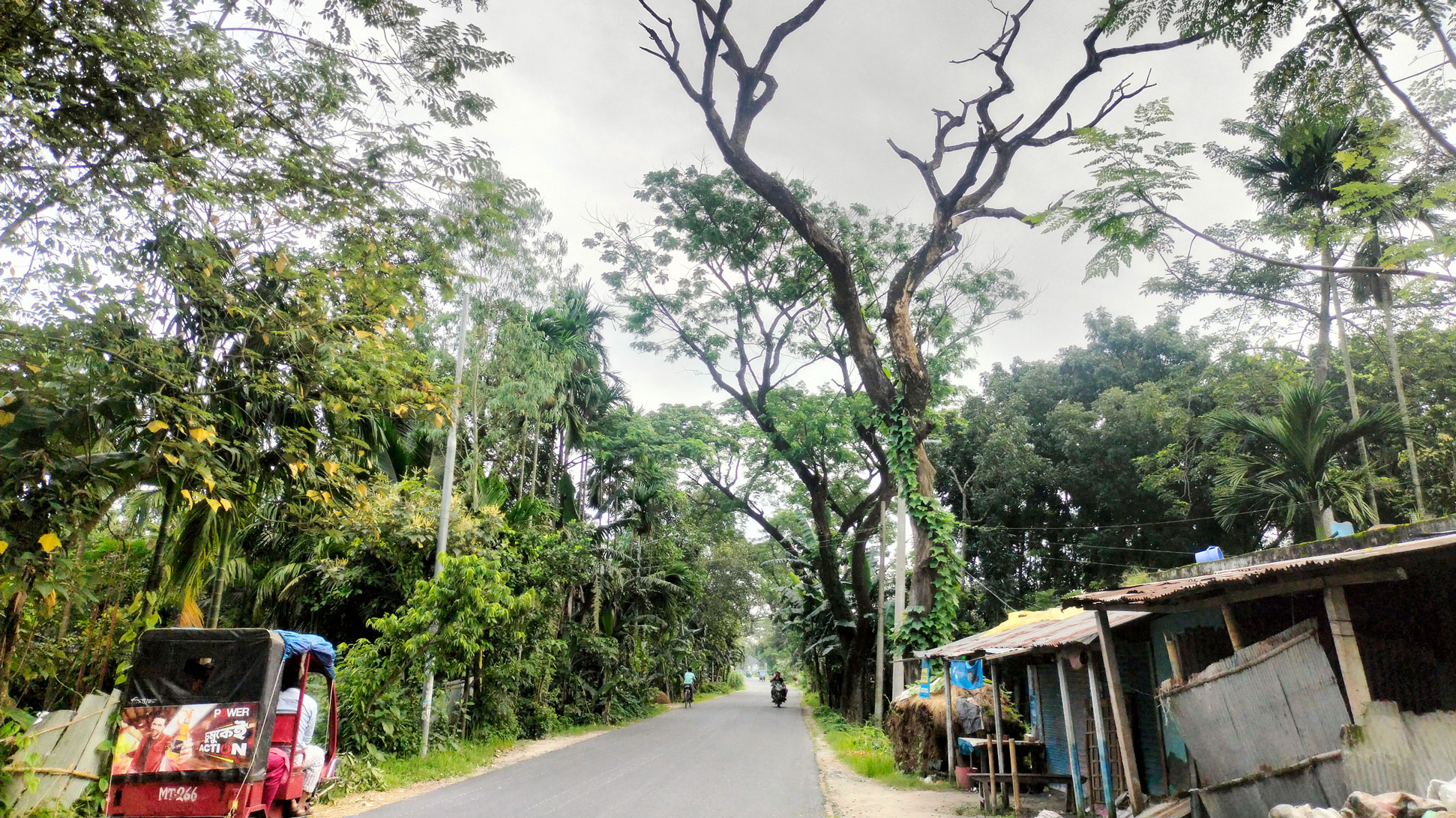 গঙ্গাচড়া-রংপুর সড়কের গাছ যেন মৃত্যুফাঁদ