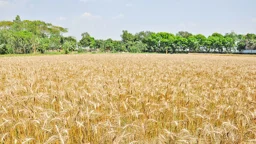 সংকট মোকাবিলায় এই মুহূর্তে যা করণীয়