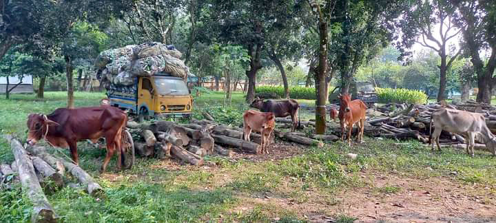 বাড়িতে চুরির ৭ গরু, পুলিশ আসার খবরে উধাও মালিক