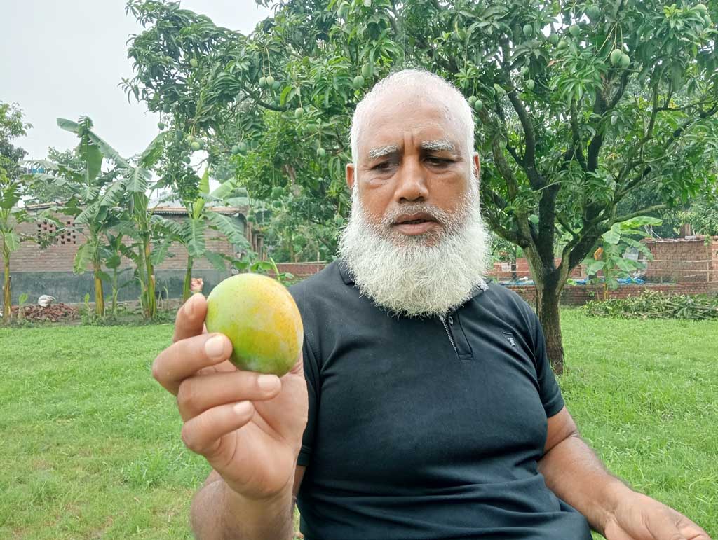 বাগানের গাছের গোপালভোগ আম নামানো শুরু হয়েছে সকাল থেকে। ছবিটি নগরীর মেহেরচণ্ডী কড়ইতলা এলাকার একটি আমবাগান থেকে আজ সোমবার সকালে তোলা। ছবি: মিলন শেখ