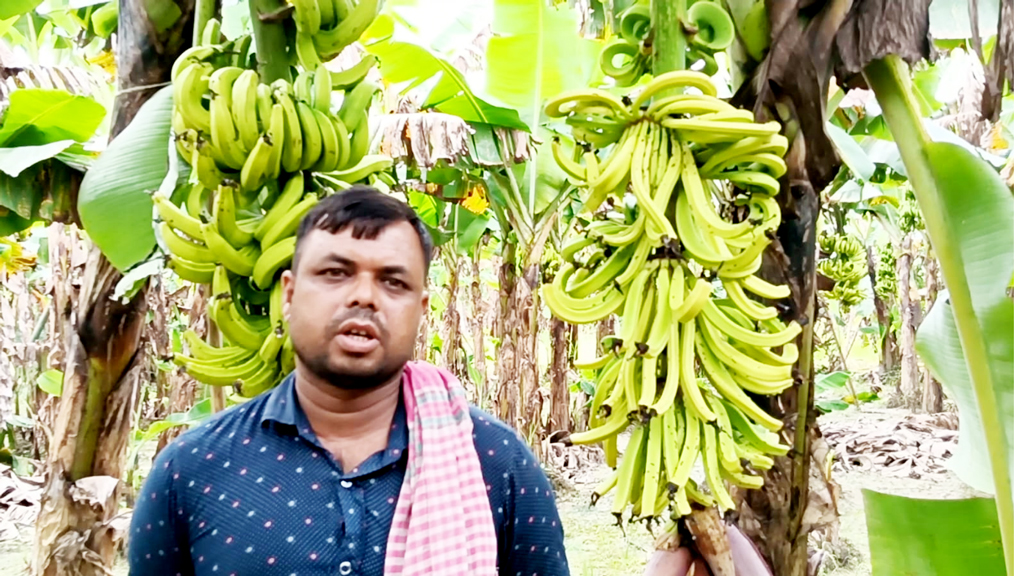 পচনশীল কীটনাশক দিয়ে কৃষকের ৭০০ কলাগাছ নষ্টের অভিযোগ