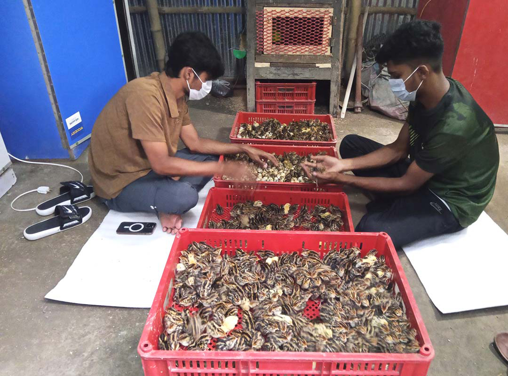 পড়াশোনার পাশাপাশি কোয়েল পাখির খামার গড়ে কলেজছাত্রের মাসিক আয় ৬০ হাজার টাকা