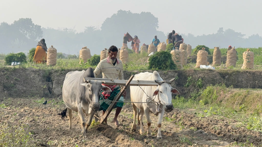 দিনের ছবি (১১ জানুয়ারি, ২০২৬)