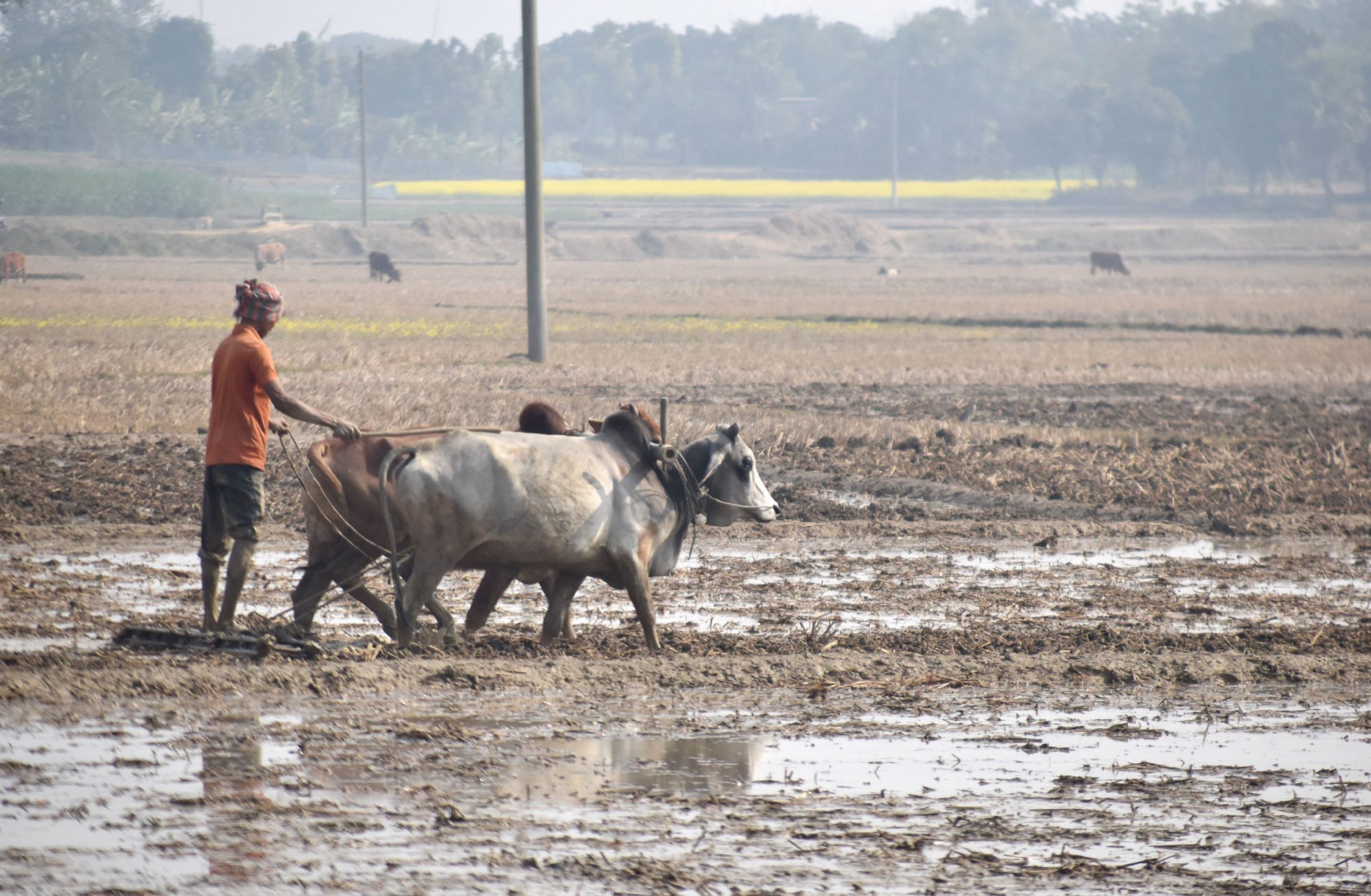 জমিতে গরু দিয়ে মই টানছেন কৃষক। ধান রোপণের জন্য জমি প্রস্তুত করছেন তিনি। গোদাগাড়ী উপজেলার রিশিকুল ইউনিয়ন এলাকার একটি বিল থেকে তোলা। ছবি: মিলন শেখ