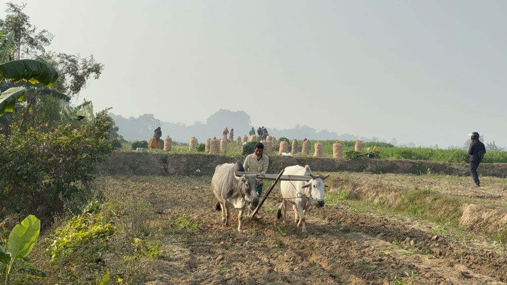 শীতের সকালে জমিতে গরু দিয়ে হালচাষ করছেন কৃষক। গরু দিয়ে হালচাষ একসময় গ্রামবাংলার কৃষি খাতে স্বাভাবিক চিত্র ছিল। আধুনিকতার ছোঁয়ায় এখন বিলুপ্তির পথে এই পদ্ধতি। যশোরের কেশবপুর উপজেলার গৌরীঘোনা এলাকা থেকে তোলা। ছবি: কামরুজ্জামান রাজু