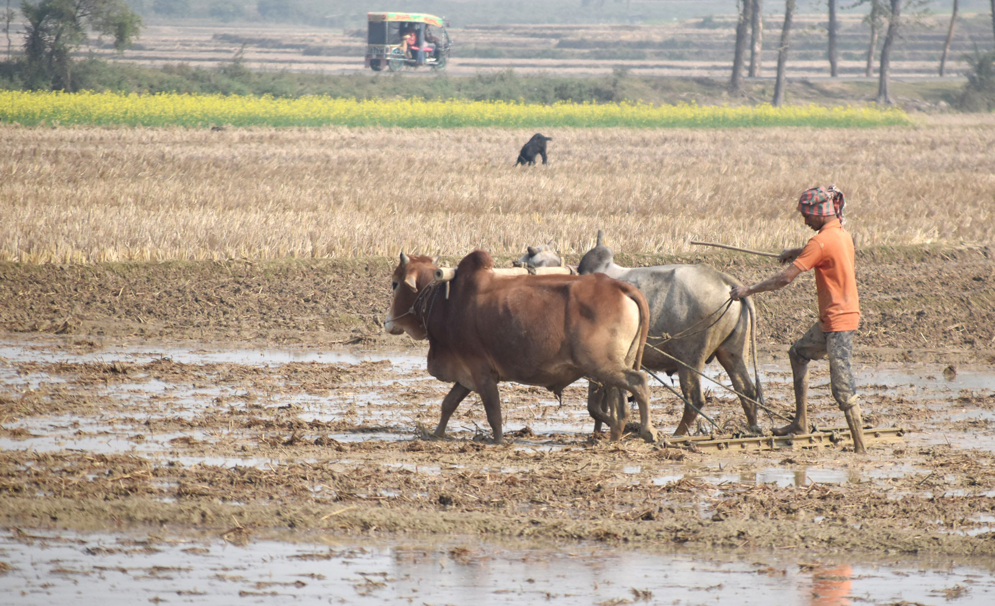দিনের ছবি (১৩ জানুয়ারি, ২০২৬)
