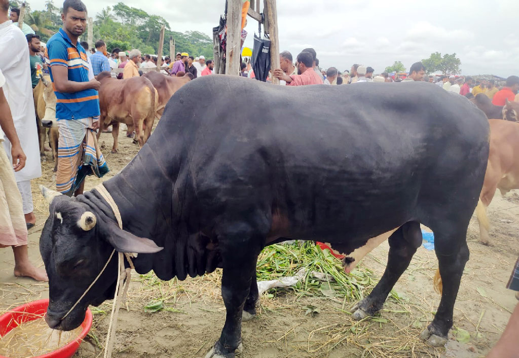 ‘বাজারে ক্রেতা কম আসায় একটি গরুও বেচতে পারিনি’