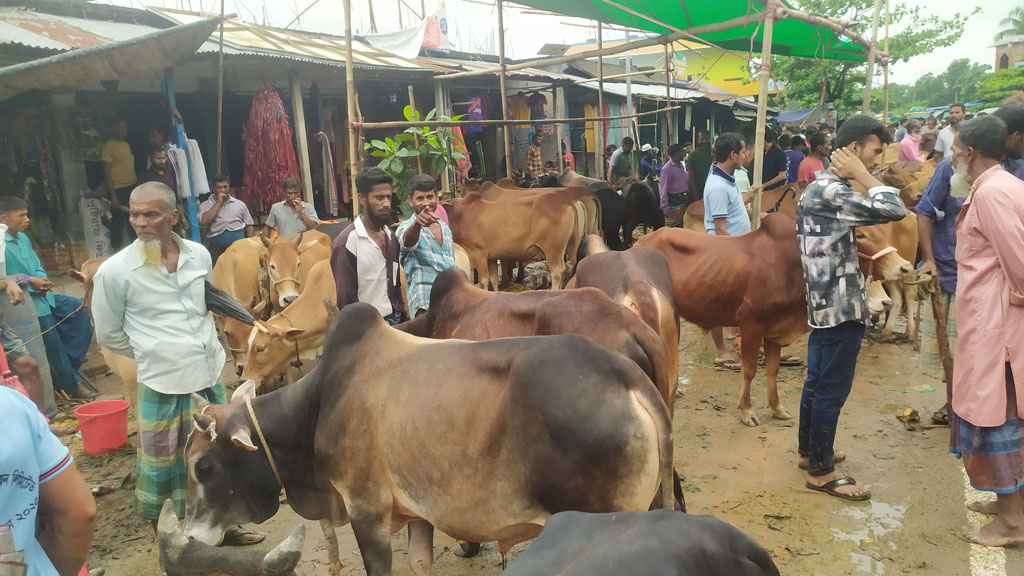 ‘গরু এবার আমাদের কাঁদাবে’
