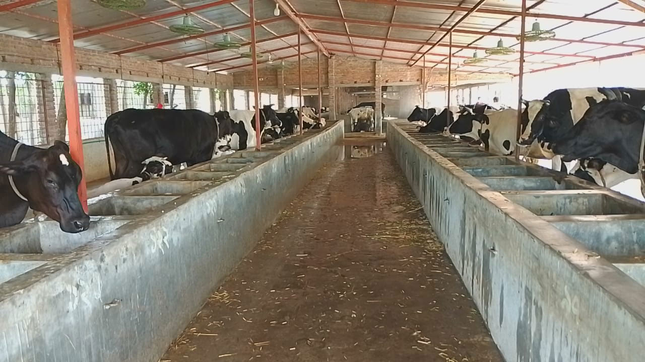 দৌলতপুরে কোরবানির ঈদ সামনে রেখে প্রস্তুত ৪৭ হাজারের বেশি গবাদিপশু