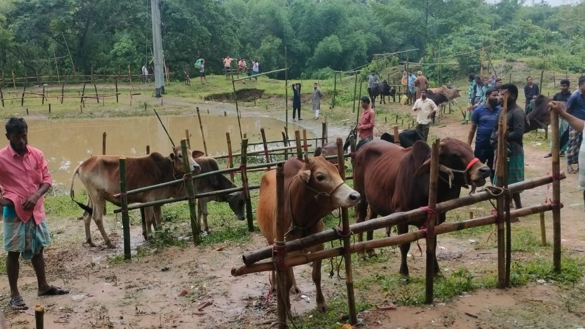 টানা বৃষ্টিতে আসছেন না সমতলের ক্রেতারা, গরু নিয়ে দুশ্চিন্তায় পাহাড়ের খামারিরা