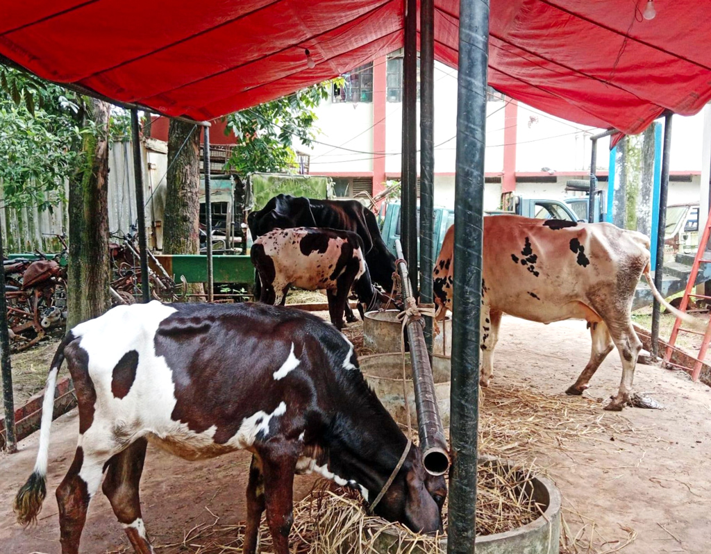 থানার ভেতরে গোয়ালঘর, চোরাই গরু উদ্ধার করে বিপাকে পুলিশ
